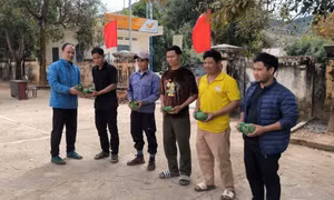 Kon Tum: Cấp phát miễn phí hơn 3.300 cây giống sâm Ngọc Linh cho 40 hộ nghèo