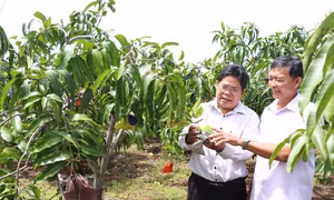 Trồng xoài tứ quý trên đất giồng cát ven biển thu lãi cao ở Bến Tre