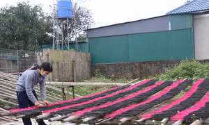 Làng hương Báo Ân rộn ràng vào vụ Tết