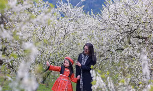 Du khách thích thú ngắm hoa, săn mây trên cao nguyên Mộc Châu
