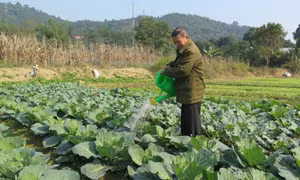 Nông dân Lào Cai chống rét cho cây trồng phục vụ thị trường Tết
