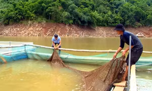Nuôi cá lồng trên lòng hồ thuỷ điện giúp người dân miền núi thu nhập 100 triệu đồng/năm