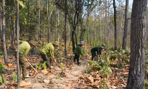 Đắk Lắk chủ động phòng, chống cháy rừng trong mùa khô