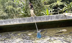 Mở hướng đi mới cho nghề nuôi cá nước lạnh đặc sản ở Văn Yên