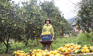 Cam giòn Thượng Lộc hút khách dịp Tết