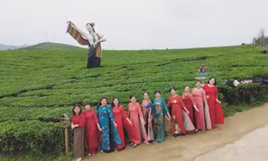 Tăng sức hấp dẫn cho Cao nguyên Mộc Châu