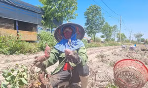 Trồng khoai lang lãi từ 130-150 triệu đồng/ha ở Gia Lai