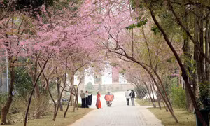 Hoa anh đào khoe sắc trên cao nguyên Mộc Châu