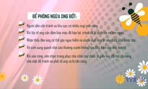 Cách xử trí và phòng tránh ong đốt
