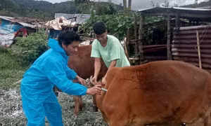 Xuất hiện ổ dịch nghi lở mồm long móng ở Quảng Ngãi