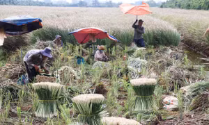 Phát triển cây sả theo hướng bền vững ở xã cù lao