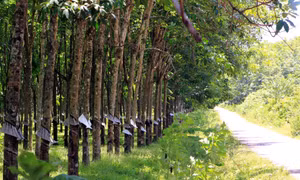 Hồi sinh màu xanh trên vùng đất ô nhiễm bom, mìn