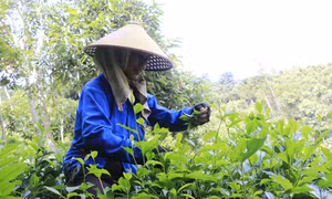 Lào Cai: Khơi dậy tiềm năng phát triển sau sáp nhập