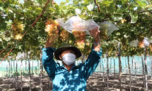Ninh Thuận nhân rộng mô hình sản xuất nông nghiệp sạch hiệu quả