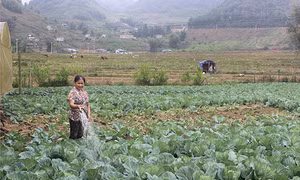 Sơn La nhân rộng các ứng dụng công nghệ trong phát triển cây trồng