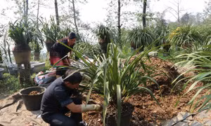 Thanh niên vùng biên giới Lai Châu vượt khó khởi nghiệp