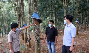 76 năm Quốc khánh: Mô Rai - điểm sáng ở vùng biên