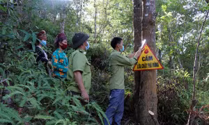 Giữ màu xanh cho những cánh rừng