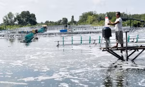 Sản lượng tôm nuôi của Trà Vinh vượt kế hoạch cả năm