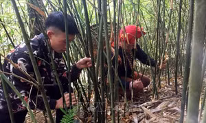 Người dân xã Dần Thàng lên rừng thu hoạch măng sặt. Ảnh: Quốc Khánh - TTXVN