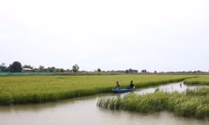 Mô hình luân canh tôm - lúa của thành viên Hợp tác xã Lúa tôm Thạnh Phú. Ảnh: Công Trí-TTXVN