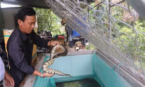 Làm giàu trên vùng kiểm soát lũ phía Tây tỉnh Tiền Giang