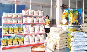 Sóc Trăng nâng cao năng suất lúa đặc sản
