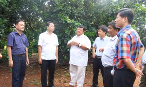 Ông Lầu Sy Nịp sản xuất giỏi, góp phần xây dựng nông thôn mới