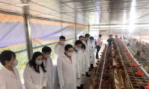 Trang trại gà đẻ trứng cung cấp cho nhà trường khoảng hơn 200 quả trứng/ngày. Ảnh: baohagiang.vn