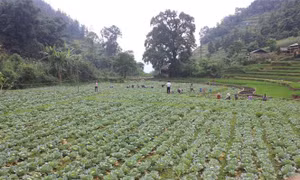 Nhiều cách làm sáng tạo giúp người dân thoát nghèo, ổn định cuộc sống ở Lào Cai