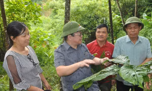 Lễ ra mắt Chi hội Nông dân nghề nghiệp đầu tiên tại Yên Bái