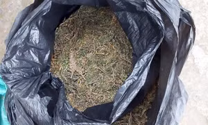 An Giang bắt giữ đối tượng nữ vận chuyển 4kg cần sa qua biên giới