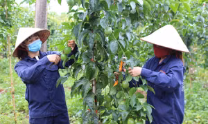 Thu nhập cao từ trồng cây chanh leo