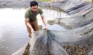 Nuôi thử nghiệm thành công thương phẩm cá bống cát sông Trà