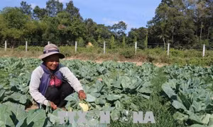 Trà Vinh giảm hơn 4.000 hộ nghèo