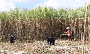 Trà Vinh khuyến cáo không ồ ạt mở rộng diện tích trồng mía