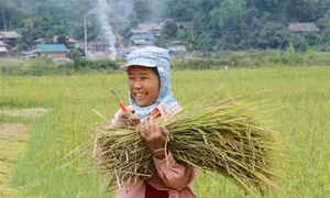 Xây dựng và phát triển thương hiệu gạo tẻ râu Phong Thổ