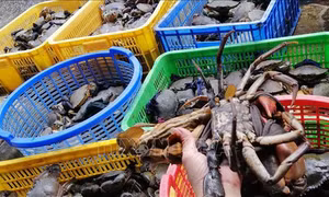 Nông dân Trà Vinh nuôi cua biển mang lại lợi nhuận cao