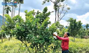 Quảng Ngãi: Những nông dân đồng bào Ca Dong sản xuất giỏi