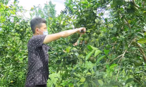 Thừa Thiên – Huế phát triển bền vững vùng trồng cam Nam Đông