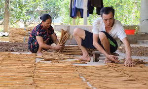 Nâng tầm thương hiệu sản phẩm quế Yên Bái