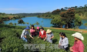 Lâm Đồng cho phép chuyển đổi mục đích sử dụng đất để làm du lịch canh nông