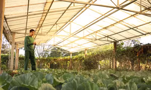 Vượt qua điều kiện khí hậu khắc nghiệt của khu vực biên giới, Bộ đội Biên phòng tỉnh Đắk Lắk luôn tổ chức hiệu quả các hoạt động tăng gia sản xuất. Ảnh: Tuấn Anh - TTXVN