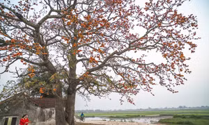 Đỏ rực trời mùa hoa gạo tháng Ba 