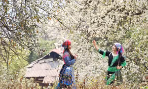 Nậm Nghiệp, mùa hoa sơn tra nở rộ