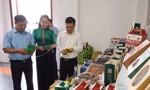 Phát triển hệ sinh thái nông nghiệp, du lịch xanh theo chuỗi liên kết
