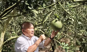Từ ruộng phèn đến trang trại tỷ đồng của 'vua lúa' An Giang