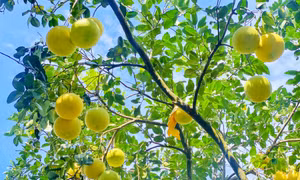 Thúc đẩy tiêu thụ bưởi Phúc Trạch đạt chuẩn hữu cơ