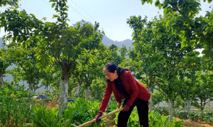 Người phụ nữ thắp xanh hy vọng trên mảnh đất biên cương