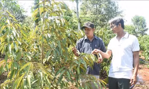 Ông Y Tuyên Kbrông (bên trái), buôn Drai H’ling, xã Hòa Xuân, thành phố Buôn Ma Thuột, tỉnh Đắk Lắk, thường xuyên giúp đỡ, đồng hành cùng người dân phát triển kinh tế. Ảnh: Nguyên Dung - TTXVN